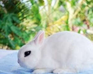 兔多杀性巴氏杆菌病的症状及防治