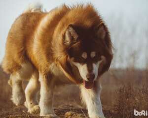 阿拉斯加幼犬怎么养，阿拉斯加幼犬饲养方式