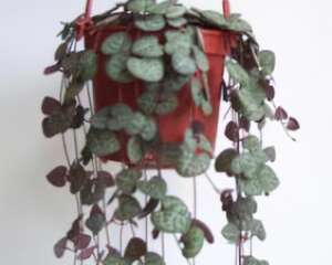 愛之蔓的栽种培养与管理(图)