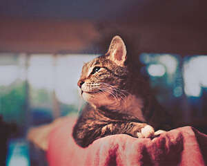 为高龄猫咪创造幸福生活