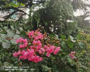 紫薇树长黑叶怎么办？处理方法是关键！