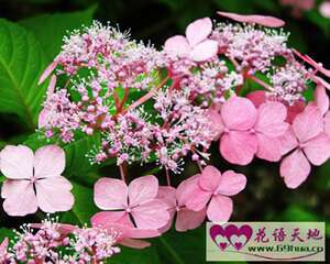 八仙花的花语和象征代表意义：美满、团圆