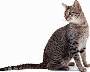 埃及猫的养护知识