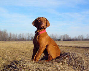 维兹拉犬的性格特点