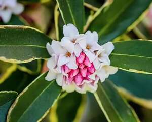 冬天就养它，堪比“活香水”，花一开满屋香味儿！