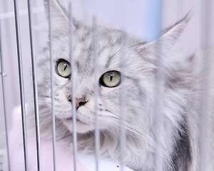 如何训练猫咪和幼犬相处