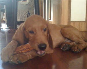 红骨猎浣熊犬的喂食要点