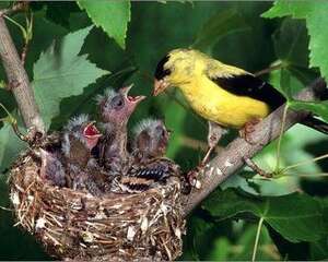 幼鸟各时期断奶的方法