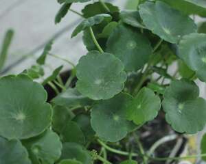 铜钱草黄叶子怎么回事