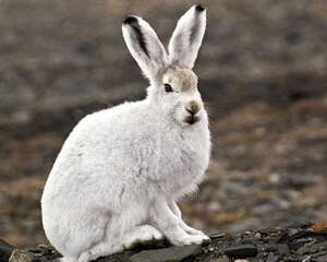 北极兔的食物有哪些