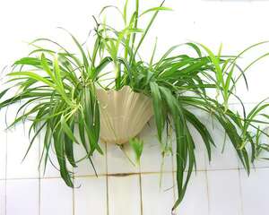 吊兰的花语与传说