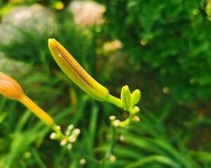萱草的花语和寓意，有什么传说故事