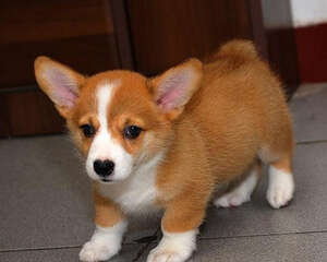 威尔士柯基犬的优点