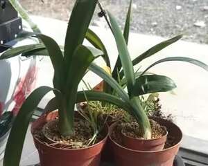 9月后，这3种花需要大补肥，灌点它，越长越有劲儿！
