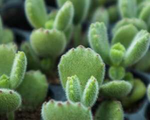 熊童子有什么作用