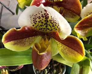 兜兰的功效与作用