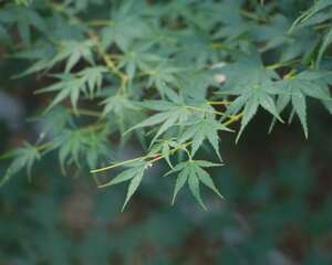 怎么用枫叶制成玫瑰插花