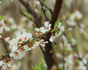 樱花叶子发蔫怎么办