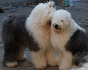 选购古代牧羊犬的几大误区