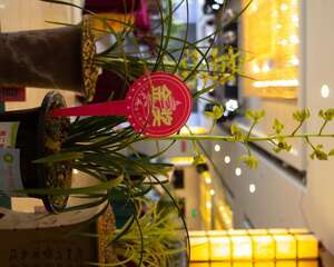 兰花品种这么多，你却只养过1种？简直亏大了！