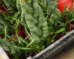 棒叶虎尾兰怎么长直