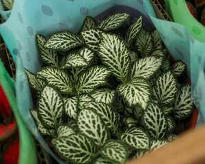 网纹草的品种大全