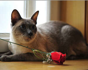 如何训练猫咪犯错后记住错误