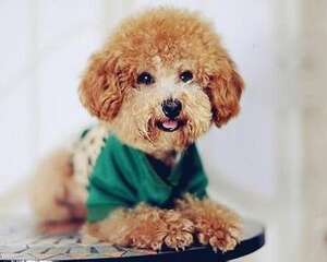 幼犬奶粉怎么挑选 幼犬奶粉食用注意事项