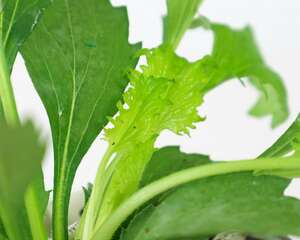 盆栽翠菊的四季养护方法