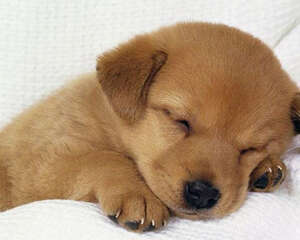 怎么帮狗狗去跳蚤