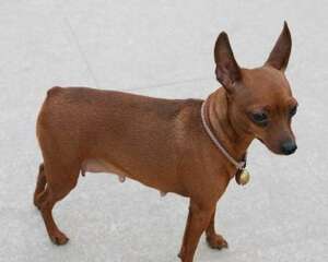 小鹿犬哪种颜色最贵 小鹿犬价格多少？