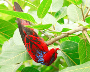 和蜜蜂争食的蓝纹吸蜜鹦鹉
