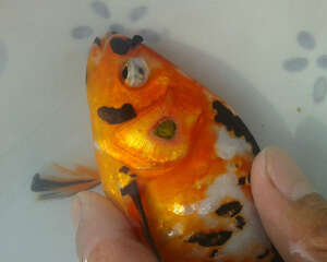 观赏鱼粘孢子虫病简介