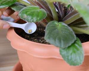 非洲堇的换盆方法