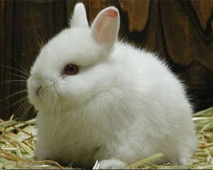 宠物兔非病原性腹泻的病因及治疗建议