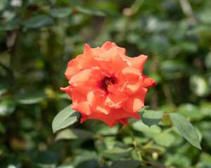 月季的养殖方法和注意事项