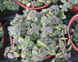 卧地延命草Plectranthus prostratus