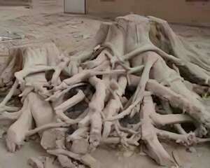 生死相依的百年母子树(图)