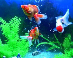 水质恶化会导致鱼鳍充血