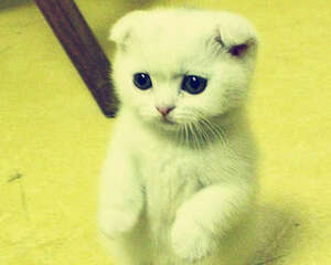 苏格兰折耳猫的价格