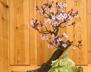 如何防治梅花缩叶病