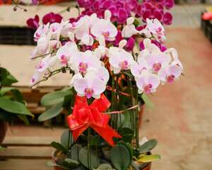 蝴蝶兰的花语和寓意