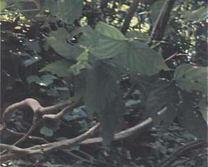 植物有血液吗(图)