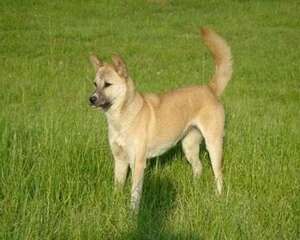 怎么训练狗上下楼梯