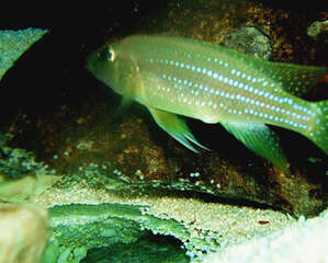 珍珠雀的饲养环境