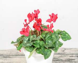 仙客来可以用水扦插吗