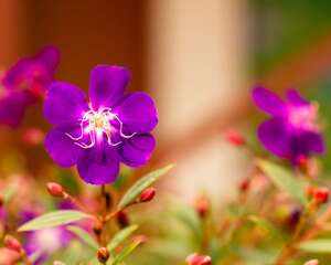 野牡丹的花语与传说