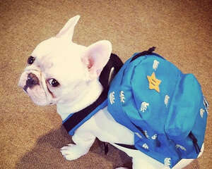 如何让几只狗狗和平进餐