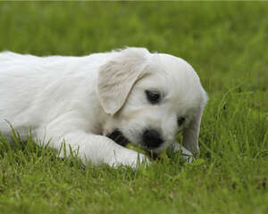 狗狗磨牙棒的挑选建议