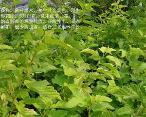 金黄叶风箱果